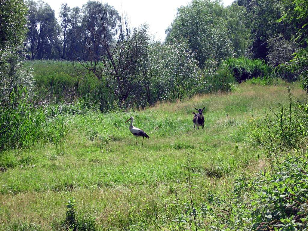 На лугу пасутся ко... - Любар
