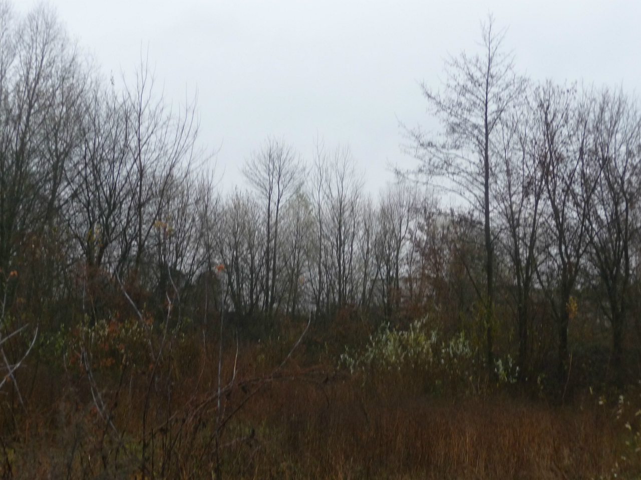 моя комаровка - Комаровка