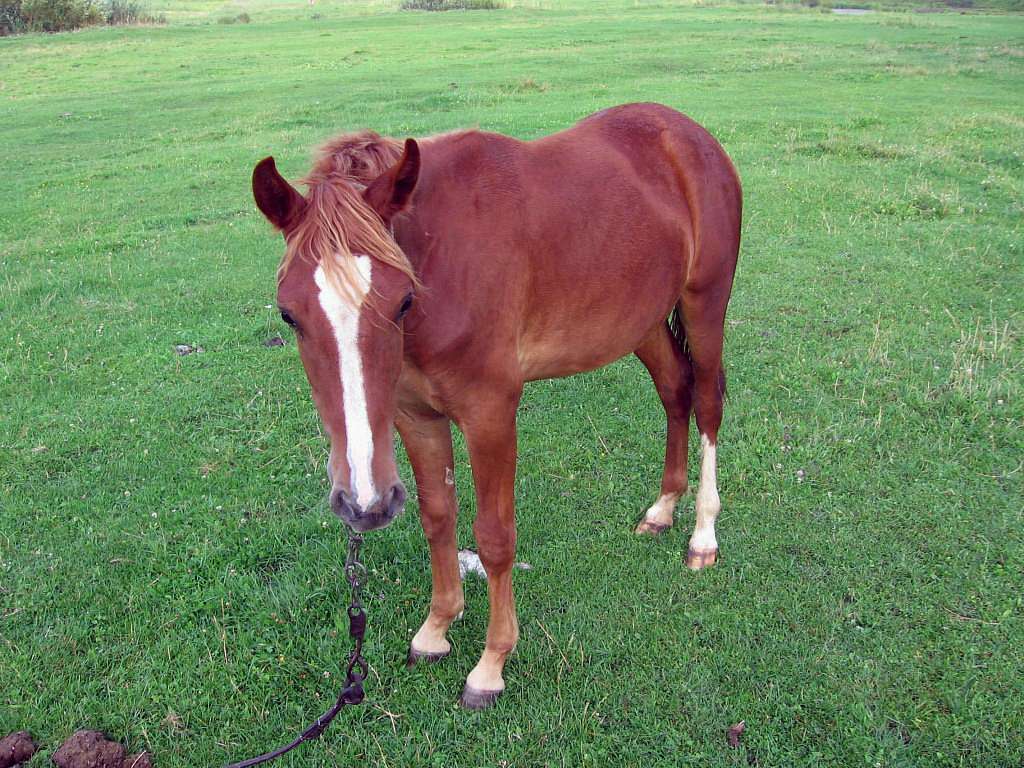 На лугу пасутся ко... - Любар