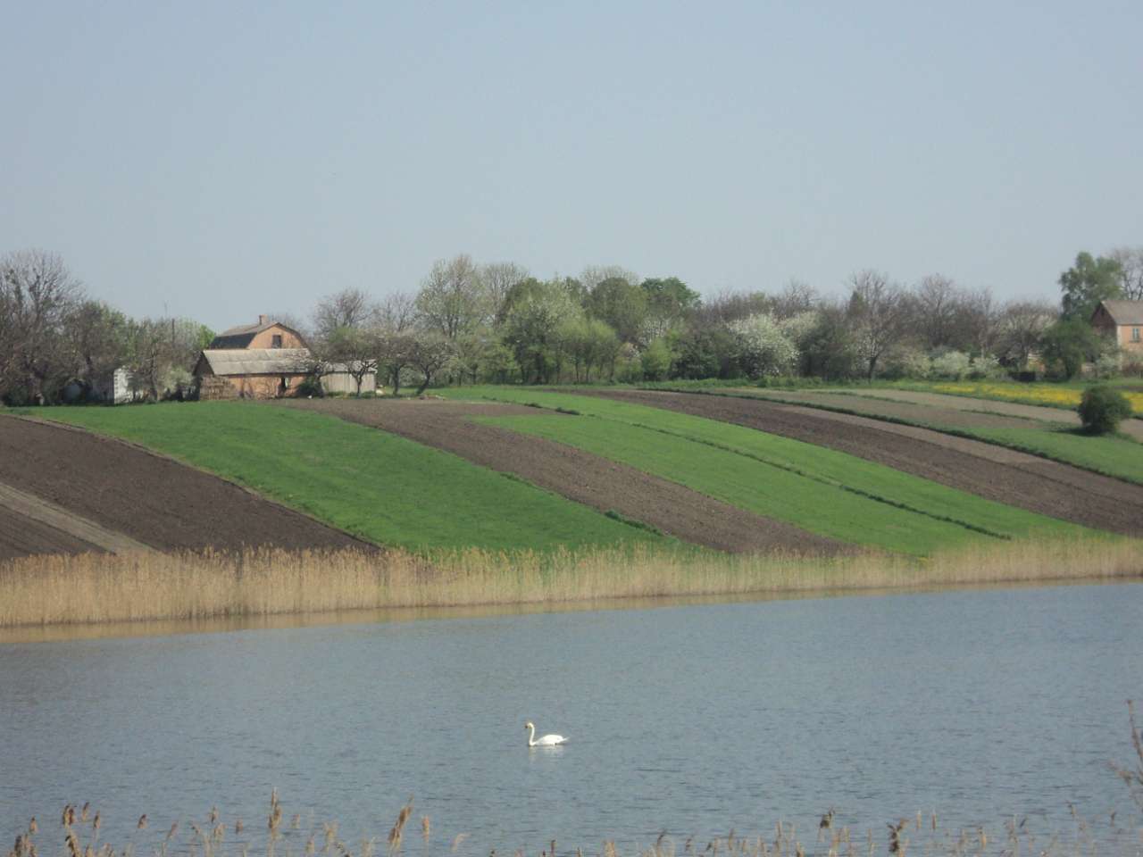 Весна 2012 - Лебеді