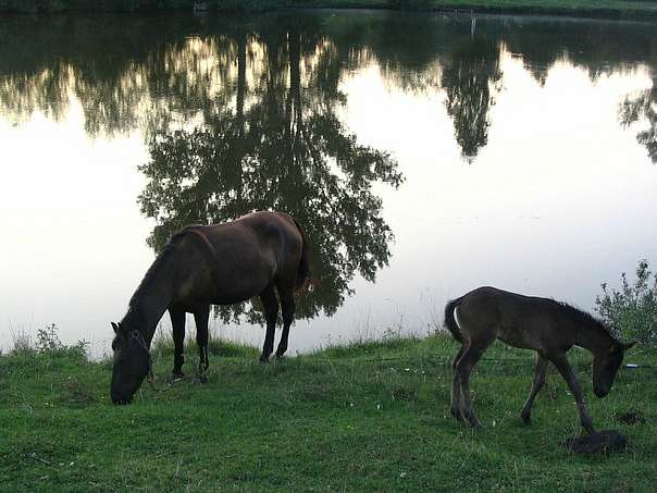 c Андрушки - Андрушки