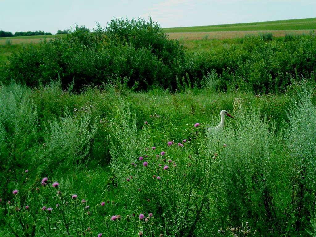 Краєвиди села. - Саверці