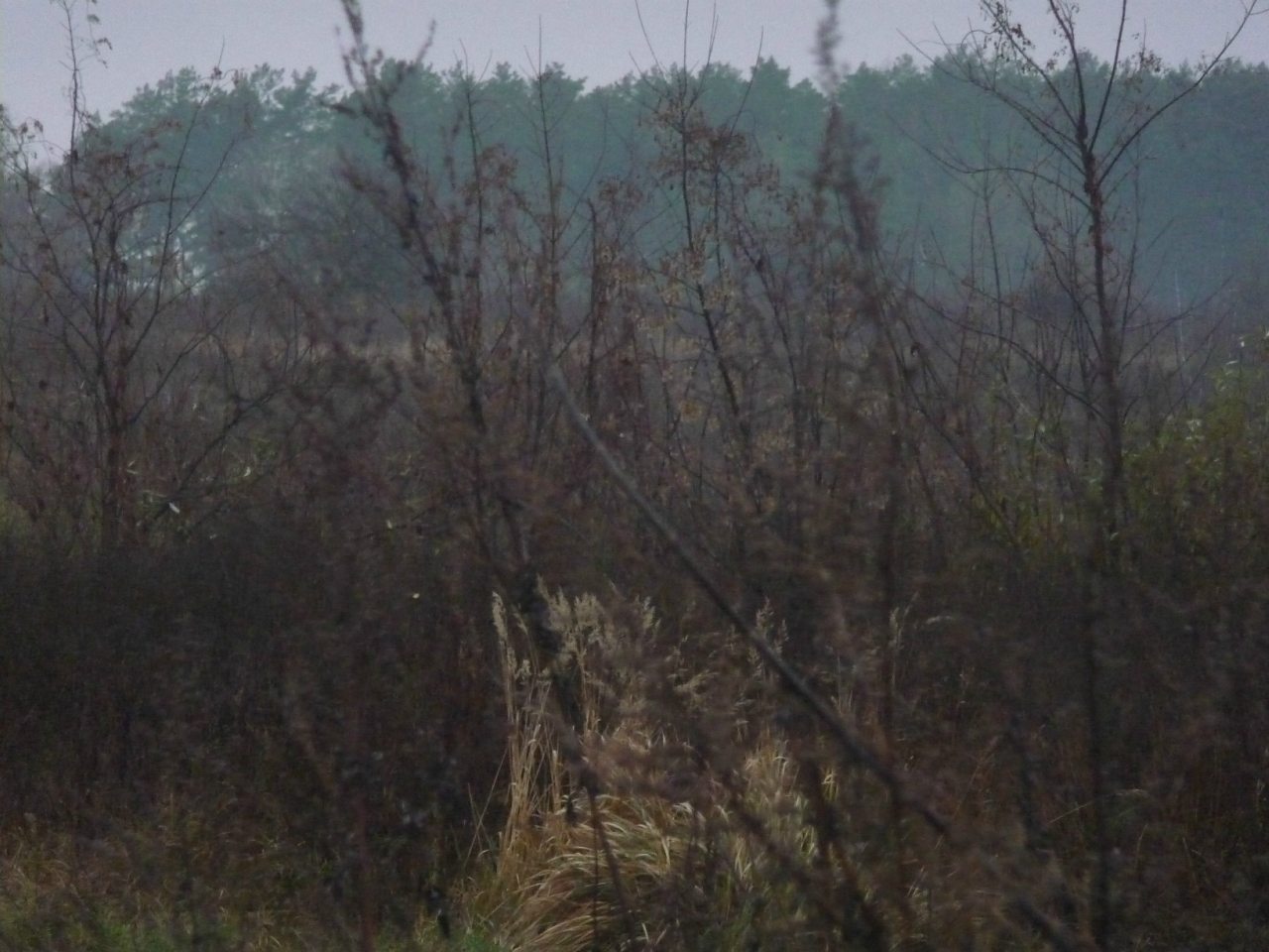 моя комаровка - Комаровка