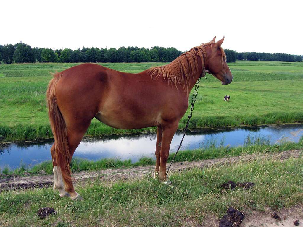 На лугу пасутся ко... - Любар