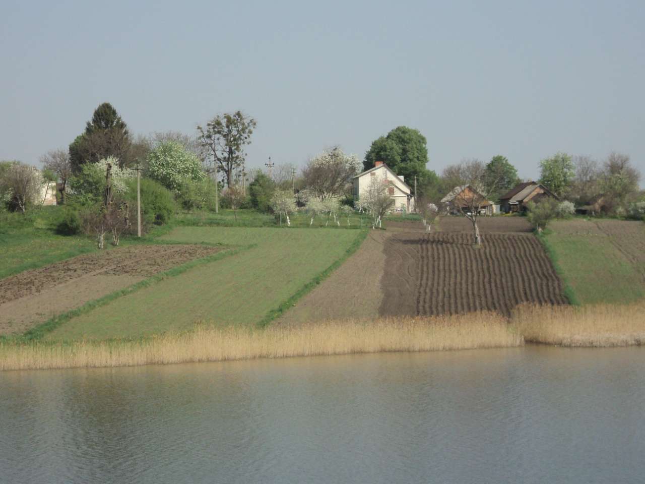 Весна 2012 - Лебеді