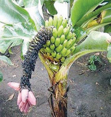 Пагурці в інтернеті - Пагурці