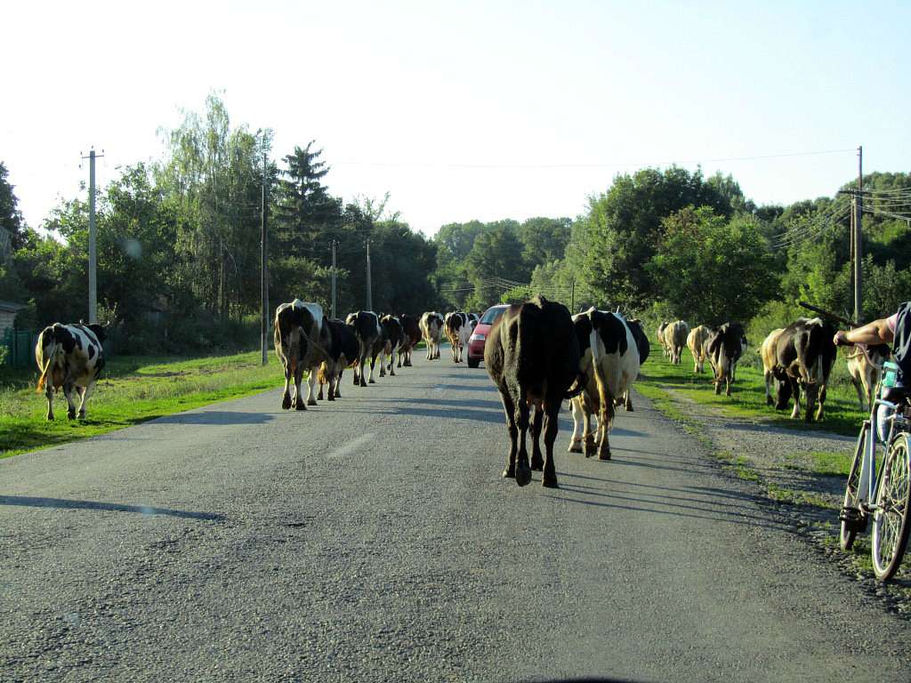 На лугу пасутся ко... - Любар