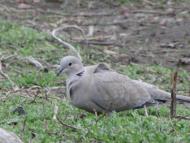 пташенятка