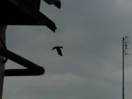 пташенятка