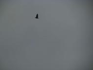 пташенятка