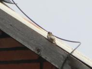 пташенятка