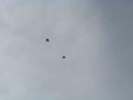 пташенятка