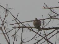 пташенятка