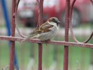 пташенятка