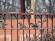 пташенятка