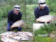 Цибулеве з інтернету