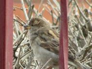 пташенятка