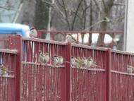 пташенятка