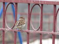 пташенятка