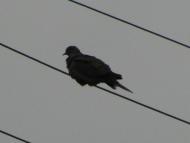 пташенятка