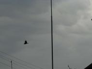 пташенятка