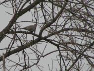 пташенятка