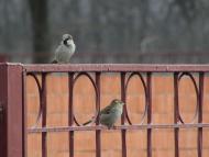 пташенятка