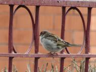 пташенятка