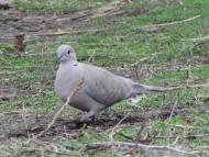 пташенятка