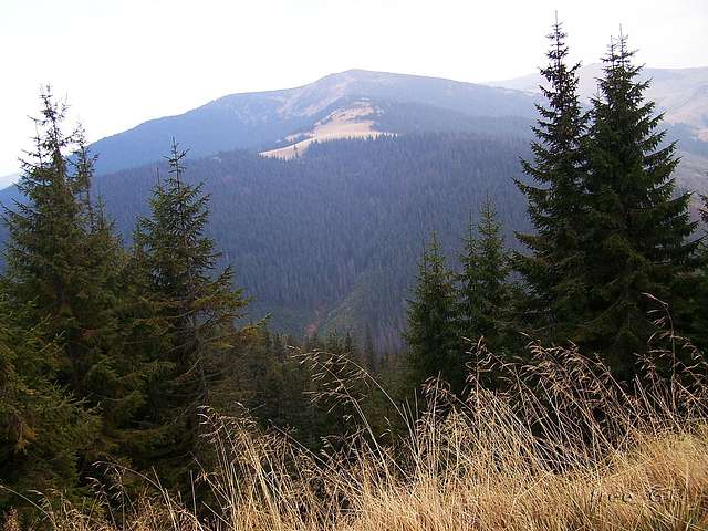 Ч. Тиса з  http://photo.online. - Черная Тиса