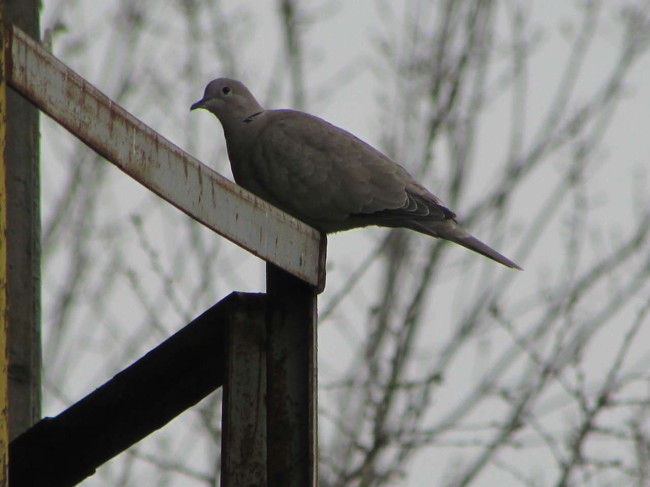 пташенятка - Драгово