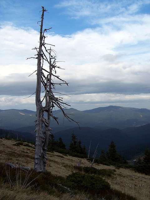 Ч. Тиса з  http://photo.online. - Черная Тиса