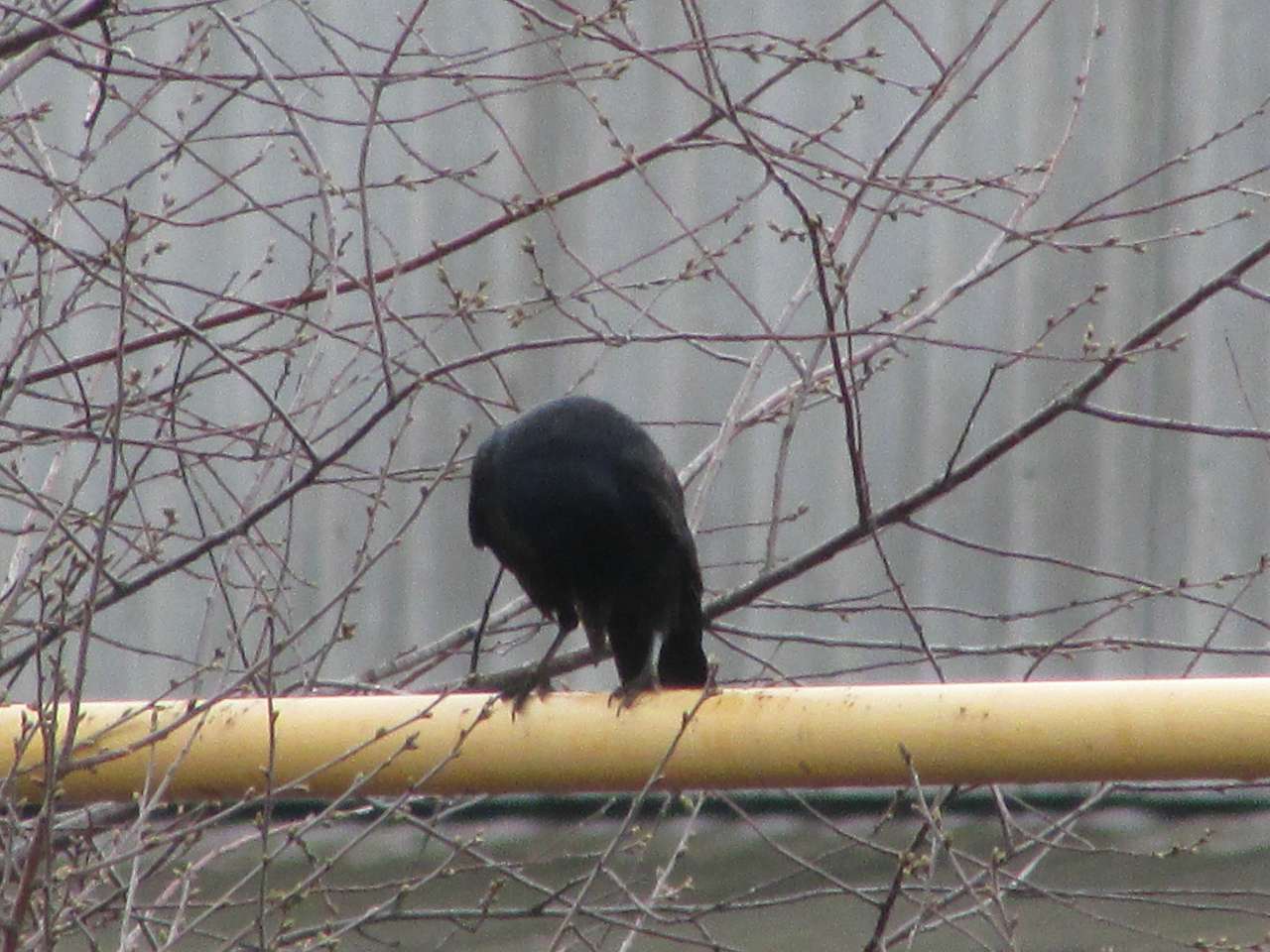 пташенятка - Драгово