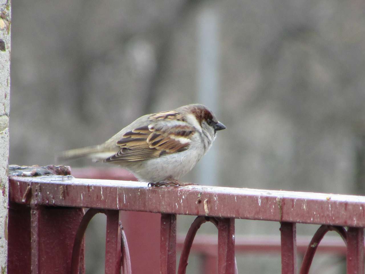 пташенятка - Драгово