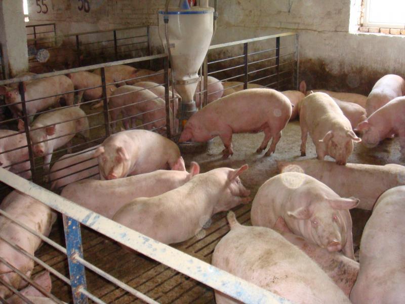 Насташка з інтернету - Насташка