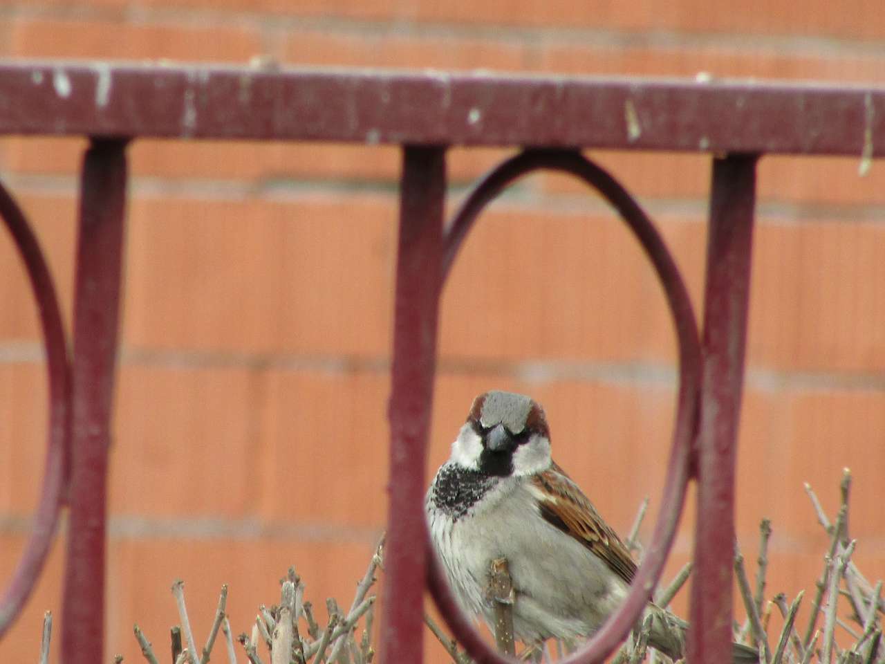 пташенятка - Драгово