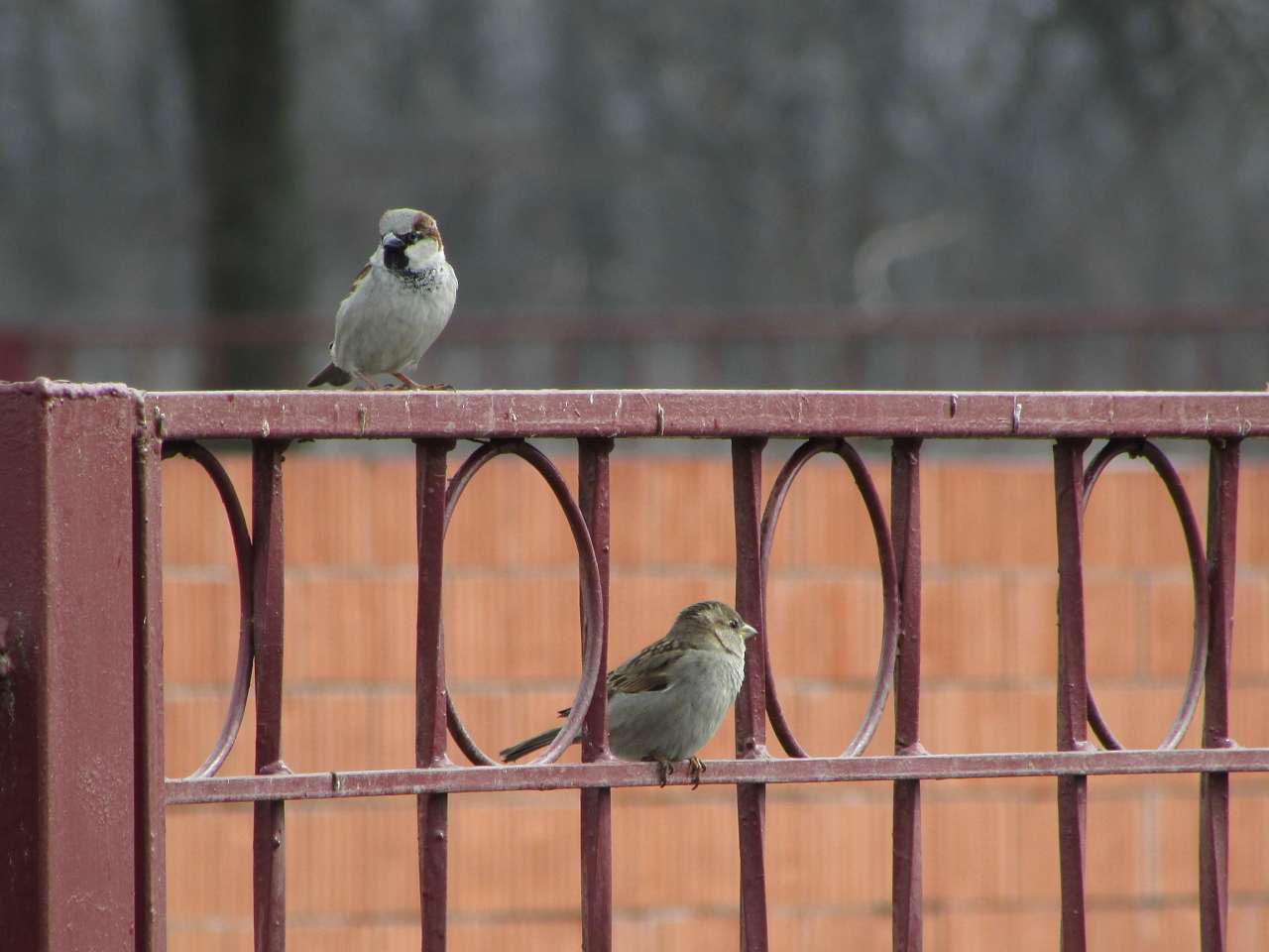 пташенятка - Драгово