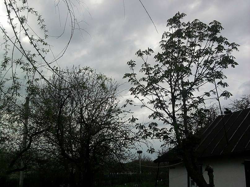 с Новоселиця. - Новоселиця