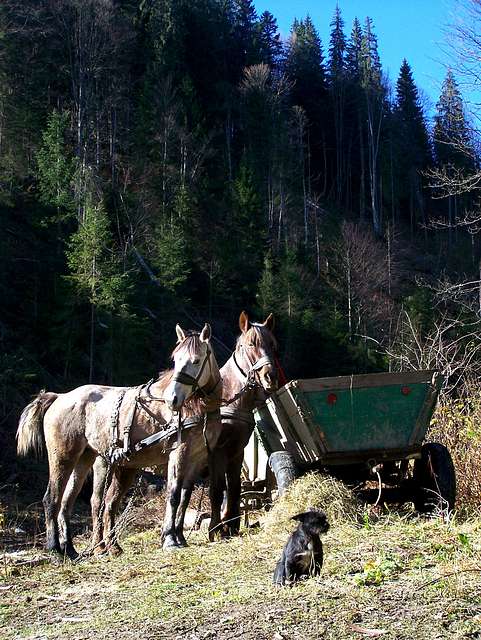 Ч. Тиса з  http://photo.online. - Черная Тиса