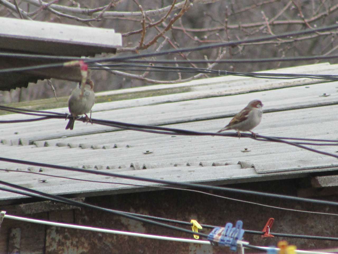 пташенятка - Драгово