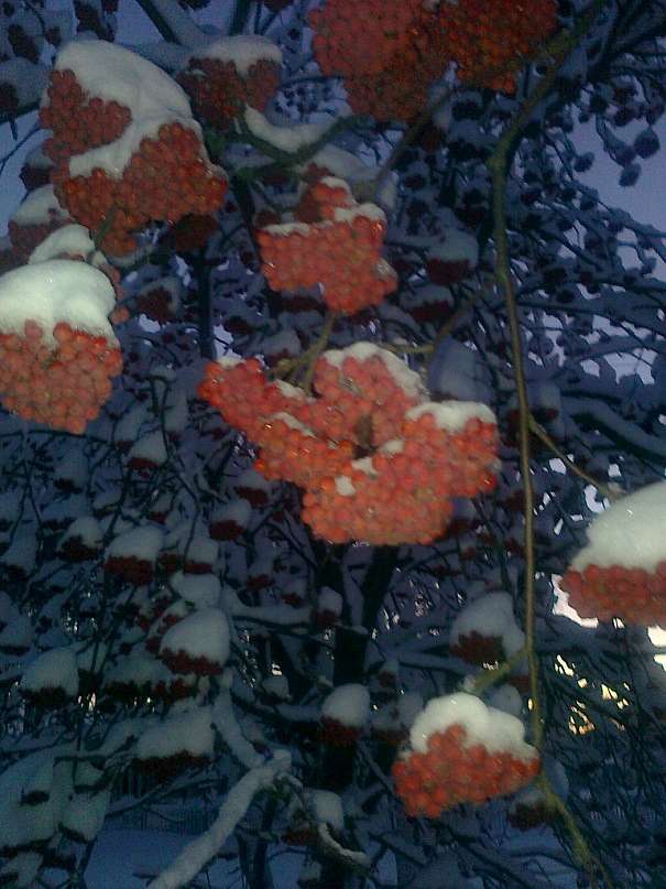 Яхноград - Яхники