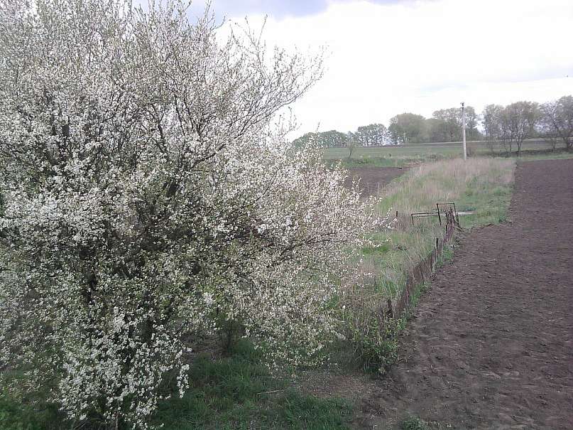 с Новоселиця. - Новоселиця