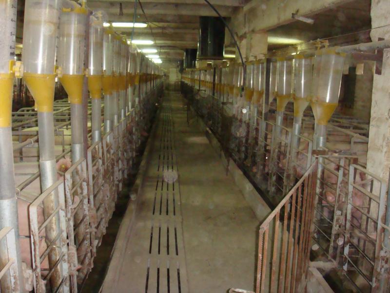 Насташка з інтернету - Насташка