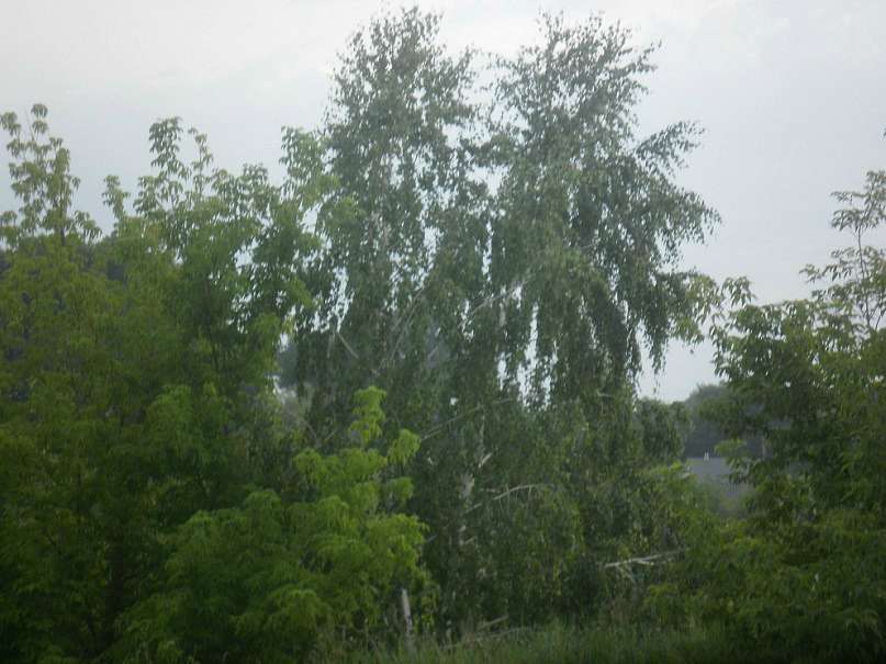 с Новоселиця. - Новоселиця