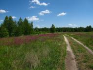 Куземин з інтернету