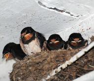 Природа края