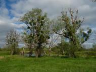 Куземин з інтернету