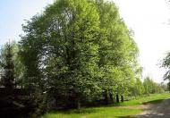 Локниця - Останні фото