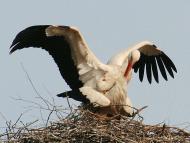 Природа края