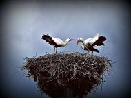 Природа края